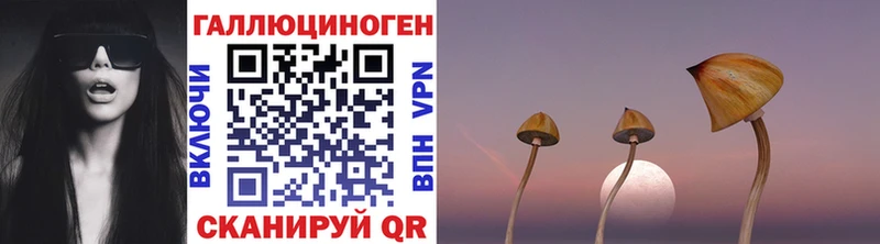 Галлюциногенные грибы Psilocybine cubensis  Купить закладки  Сунжа 